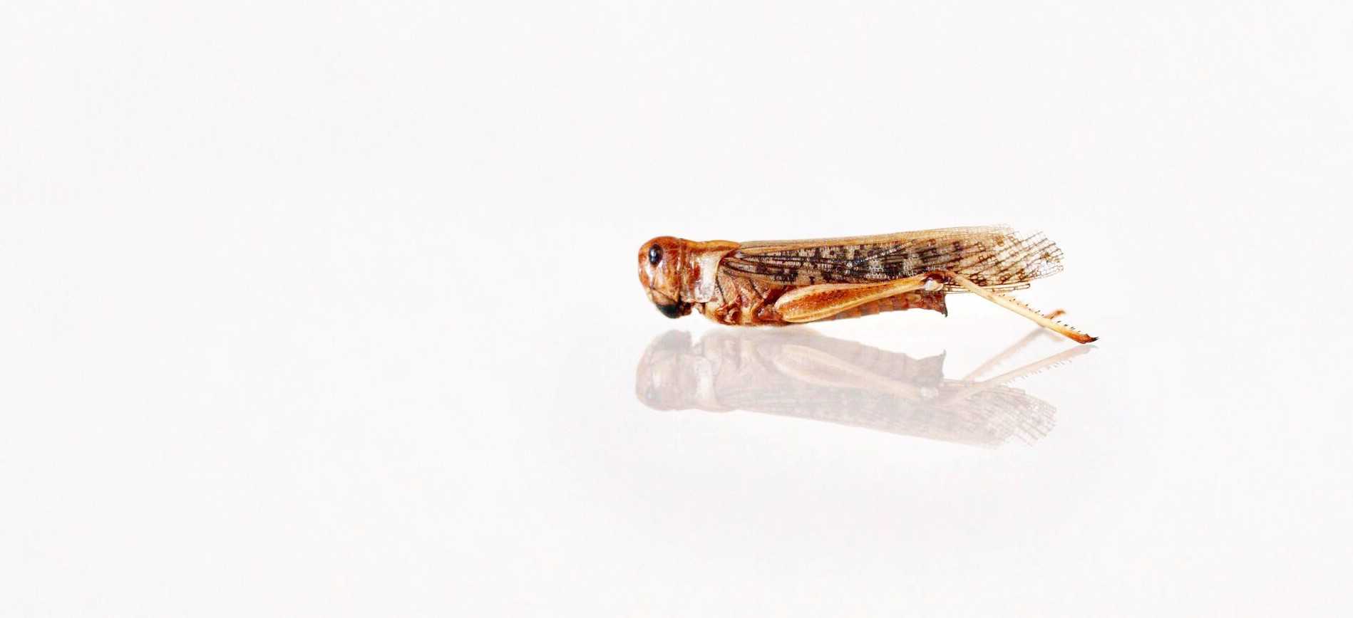 Grasshopper on display - banner image